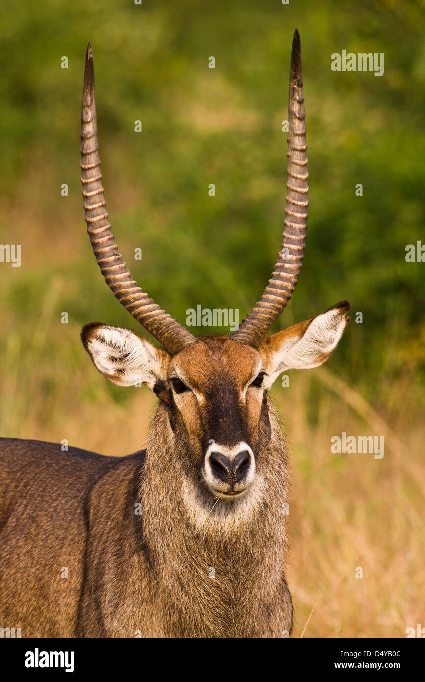 Defassa Waterbuck è una sottospecie (Kobus ellipsiprymnus defassa) dell'waterbuck, Queen Elizabeth National Park, Uganda Foto Stock