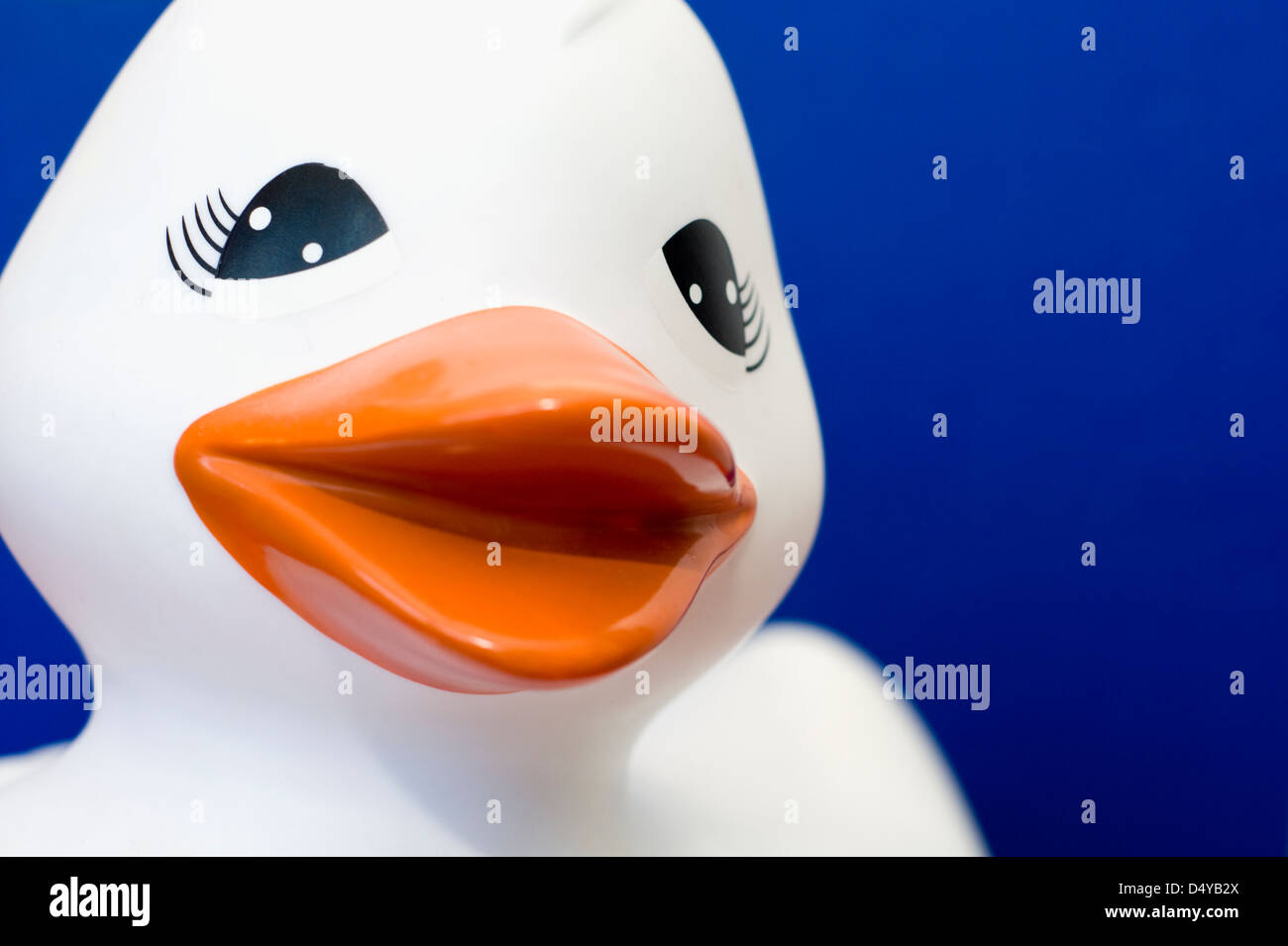Un bianco rubber duck isolata su uno sfondo blu scuro Foto Stock