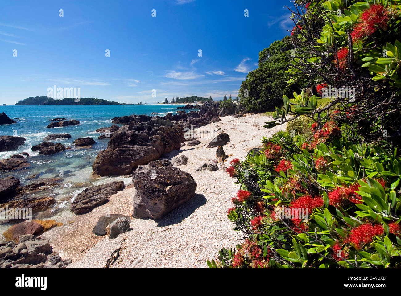 Albero Pohutukawa sulla pista a piedi intorno a Mount Maunganui, Nuova Zelanda Foto Stock