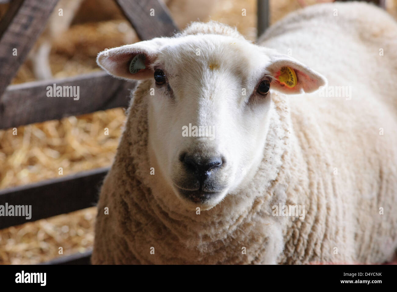 Pecore da vicino, non molto tempo dopo aver agnello, nel granaio. Foto Stock