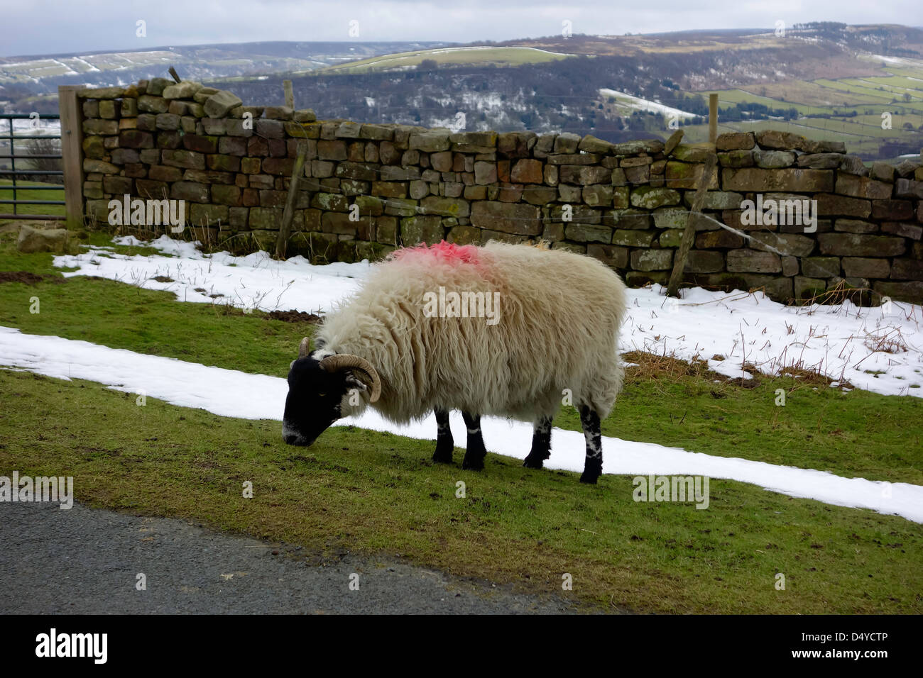 Un ardito blackfaced pecore al pascolo lungo la strada nel North Yorkshire Moors in inverno Foto Stock