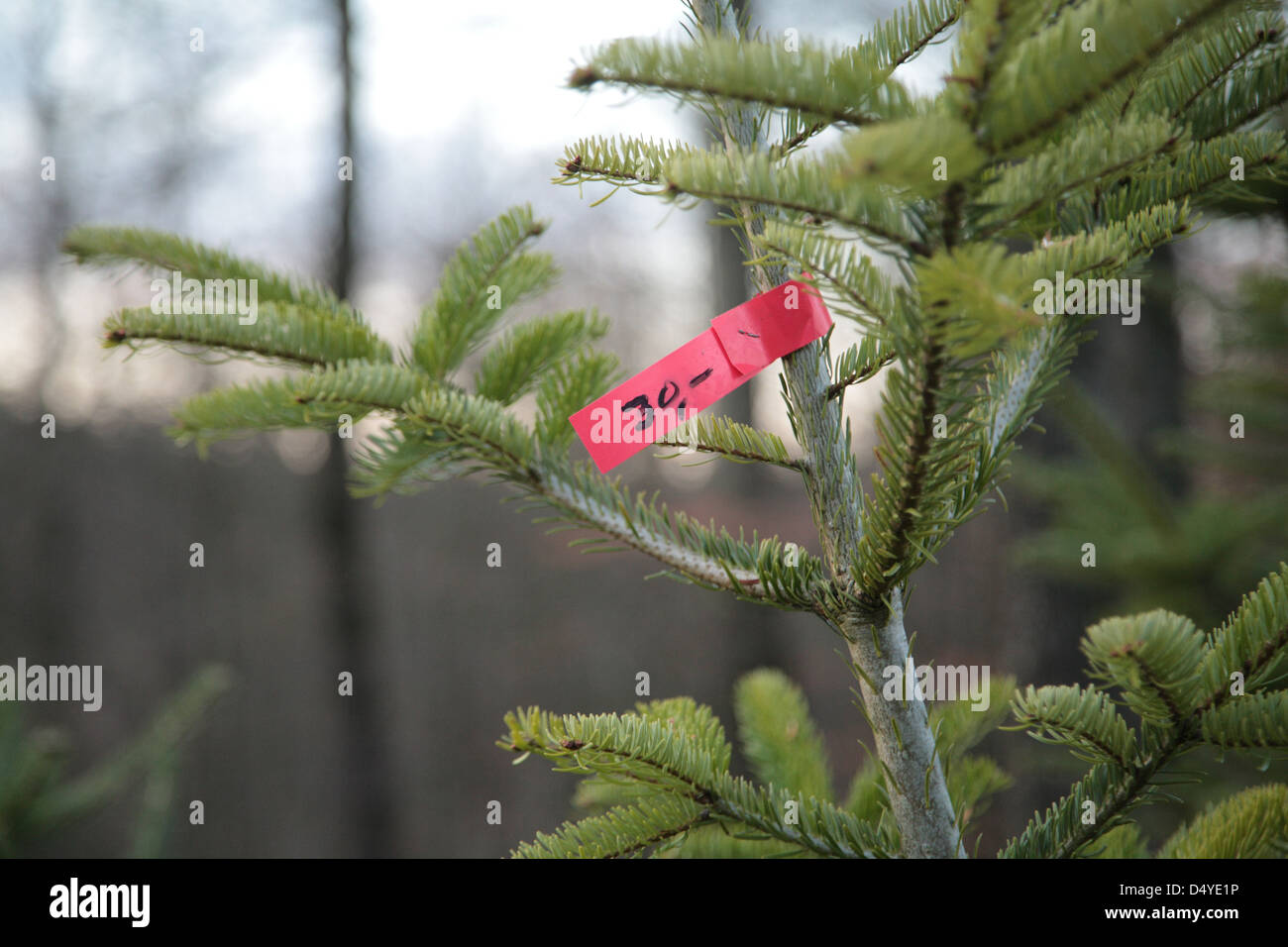 Waldhuetten, Germania, il cartellino del prezzo su un albero di Natale Foto Stock