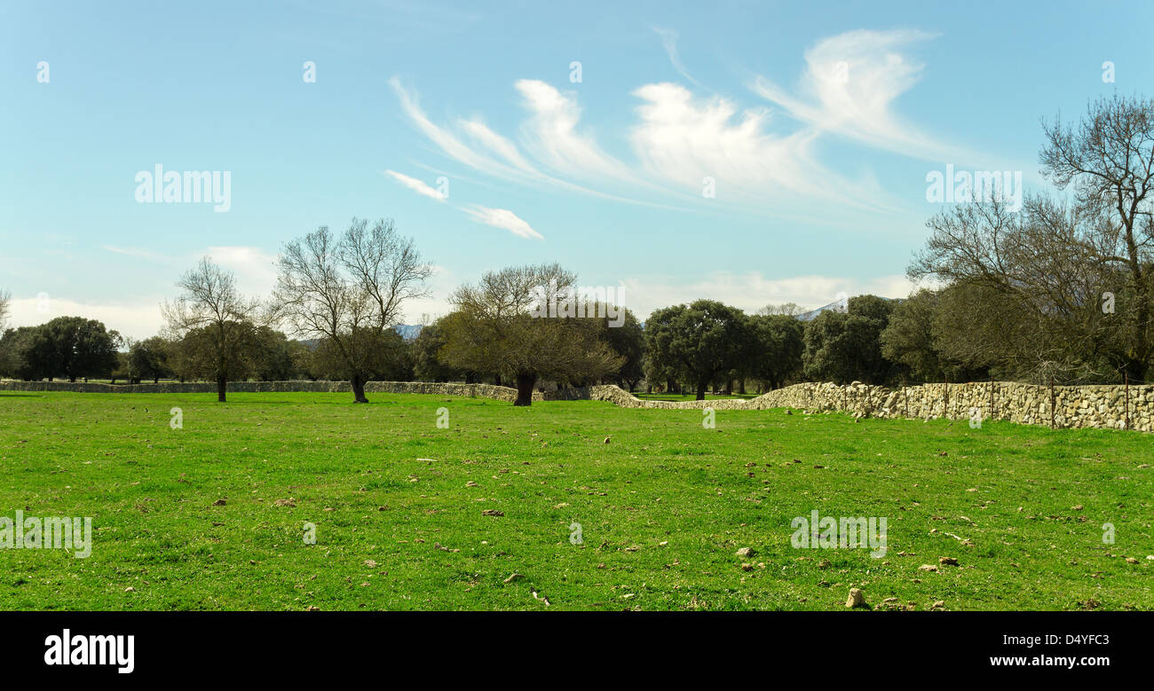 Erba verde paesaggio di campo con cielo blu sullo sfondo Foto Stock