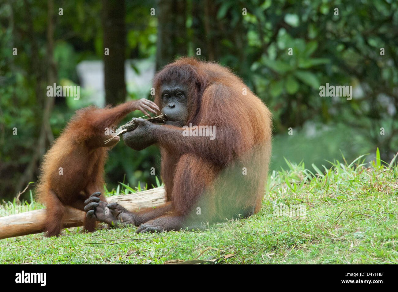 La Malesia, Borneo, Sabah Kota Kinabalu, Lok Kawi Wildlife Park. Bornean orangutan. Pazienti adulti che interagiscono con il bambino. Foto Stock