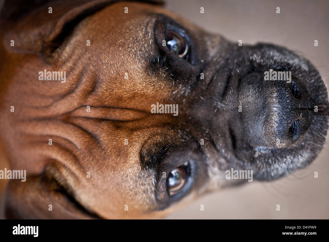 Rughe su un boxer cani testa Foto Stock