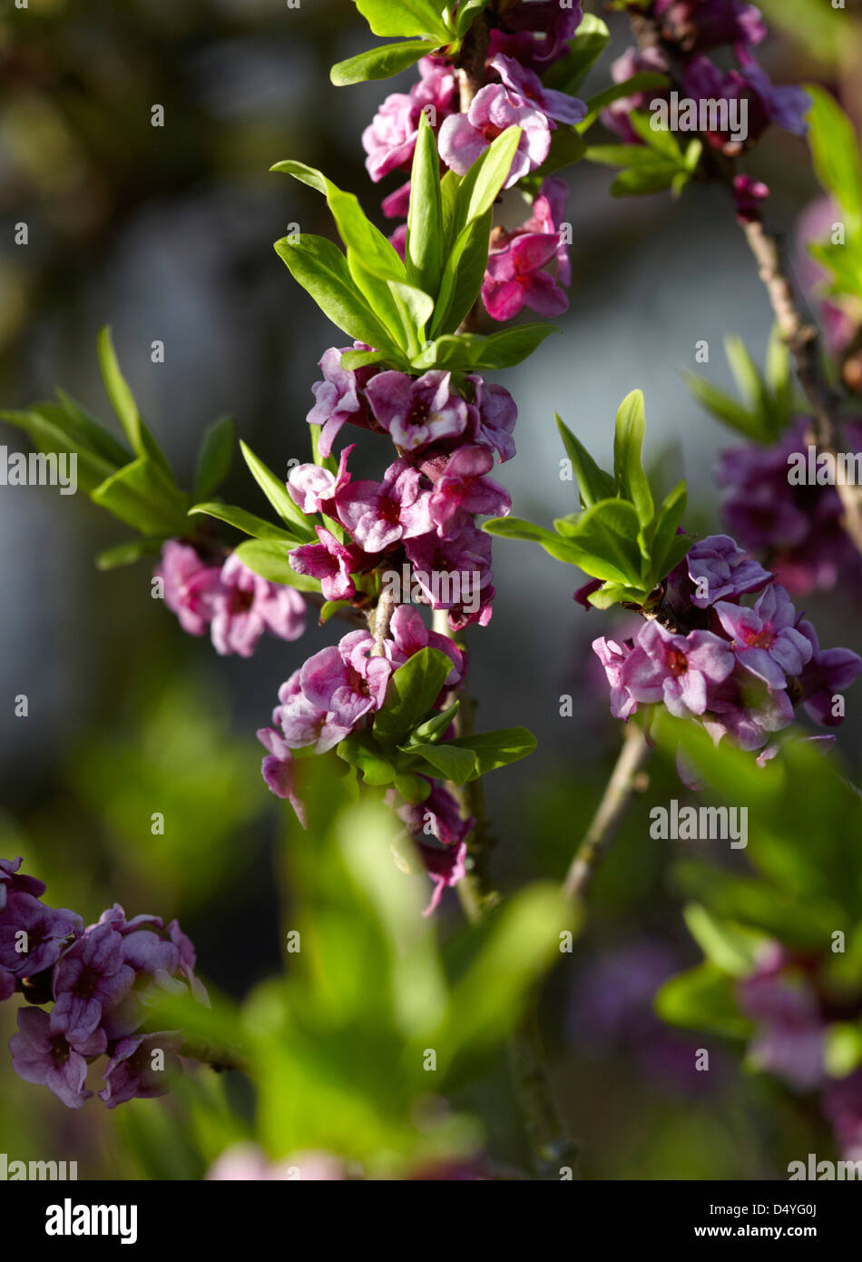 Pianta daphne immagini e fotografie stock ad alta risoluzione - Alamy