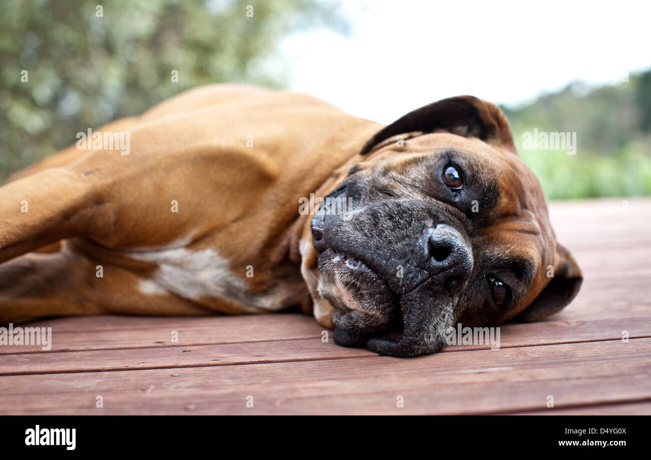 Cane del pugile Foto Stock