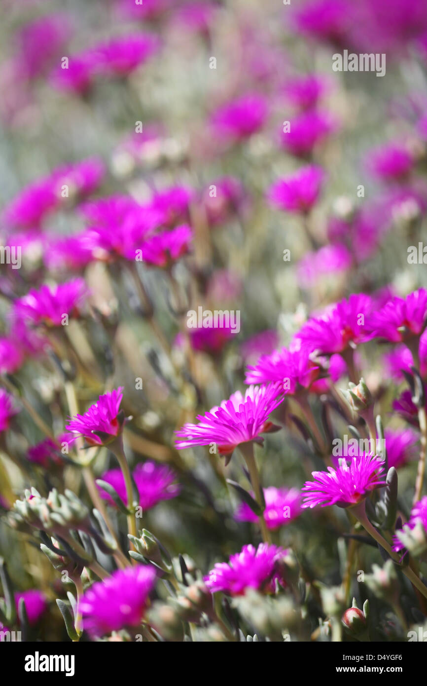 Close up di rosa piante di ghiaccio in California, una siccità piante tolleranti utilizzato su pendii e la superstrada mediane Foto Stock