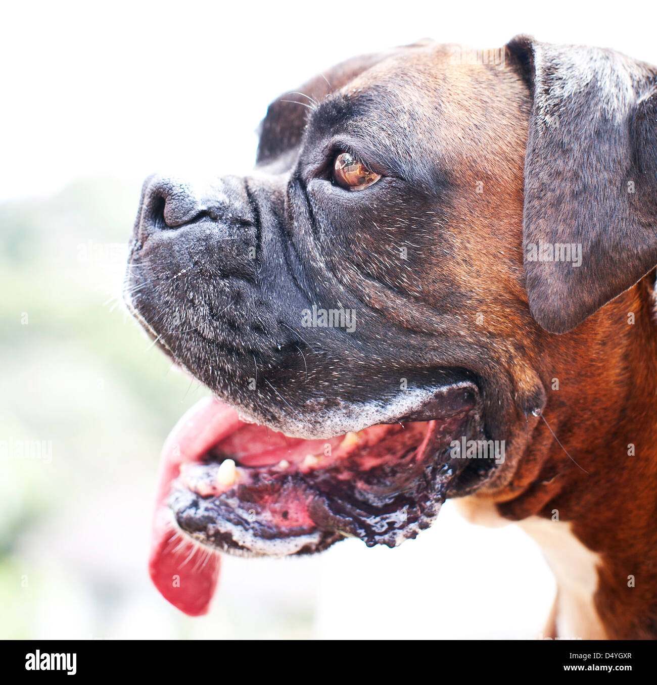 Cane del pugile Foto Stock