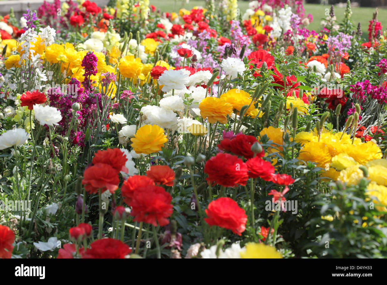 giardino di fiore Foto Stock