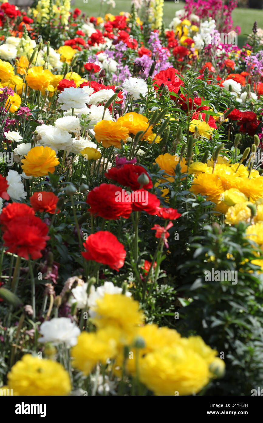 giardino di fiore Foto Stock