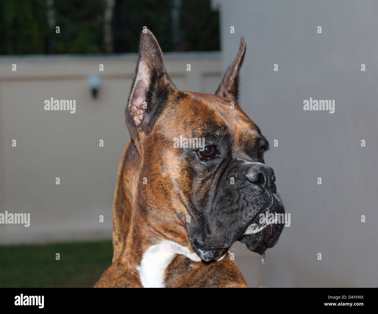 Cane Boxer close up shot Foto Stock