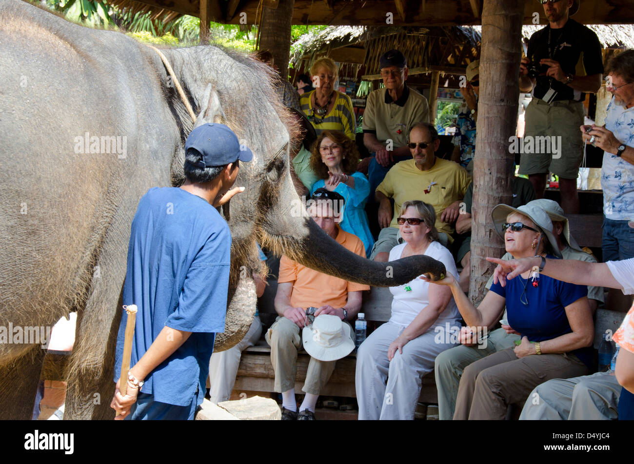 Thailandia, isola di Ko Samui (aka Koh Samui). Safari Isola Elephant Camp, baby elephant show. Foto Stock