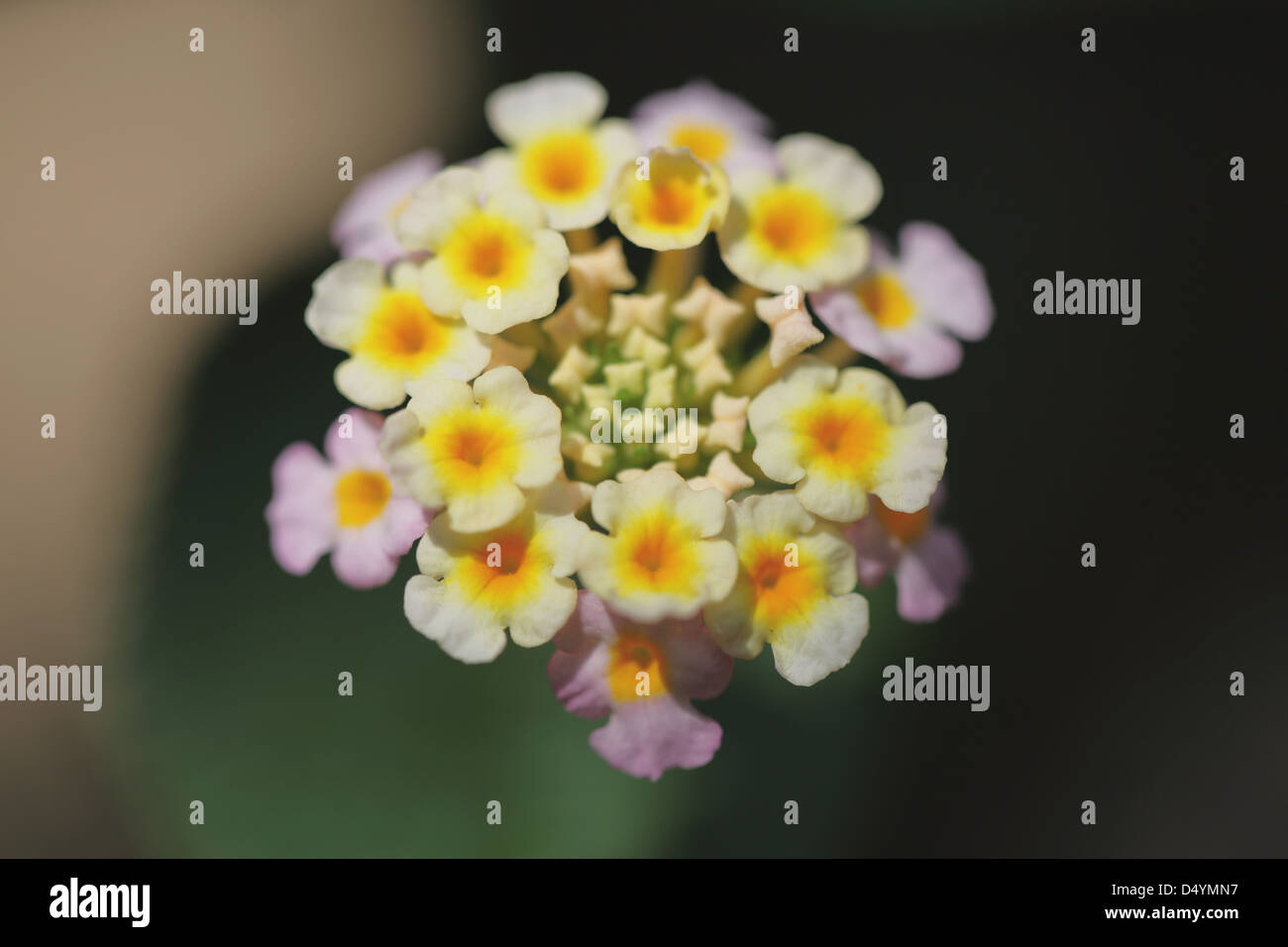 Fiore del Lantana Foto Stock