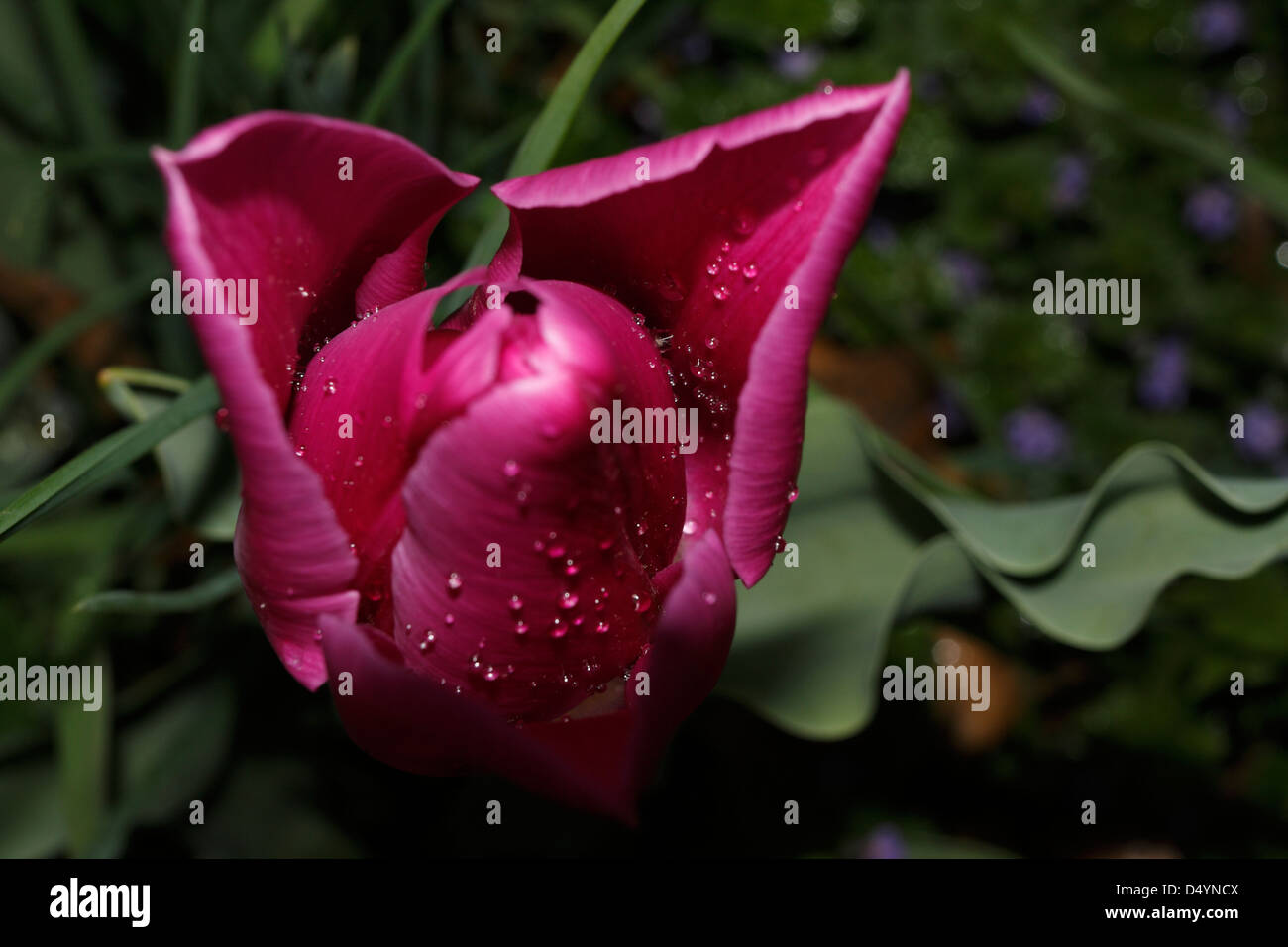 Tulip con le goccioline d'acqua. Foto Stock