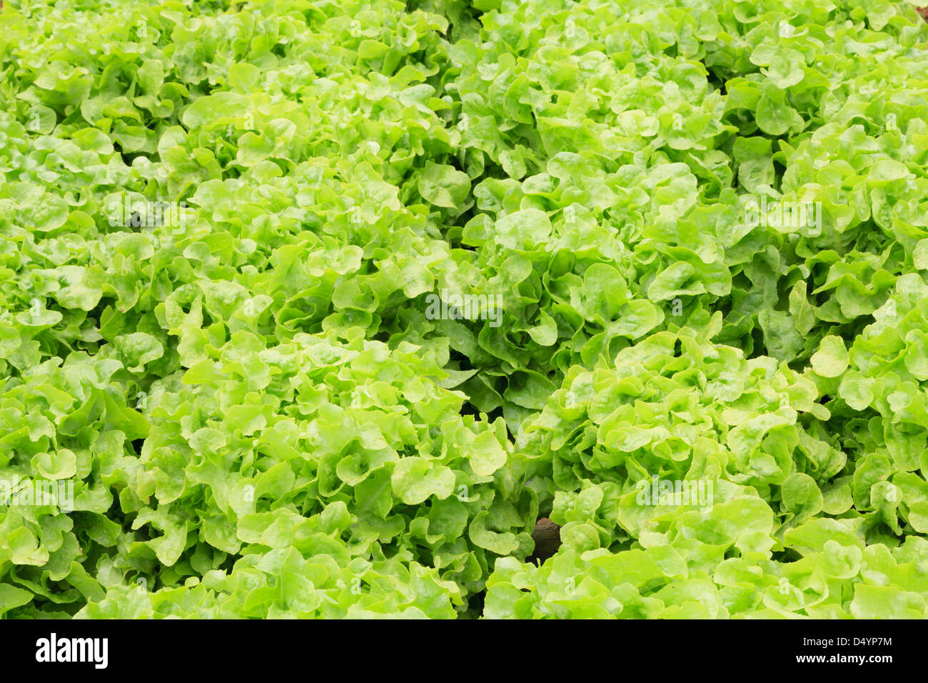 Fresca e gustosa insalata e piantagione di lattuga Foto Stock