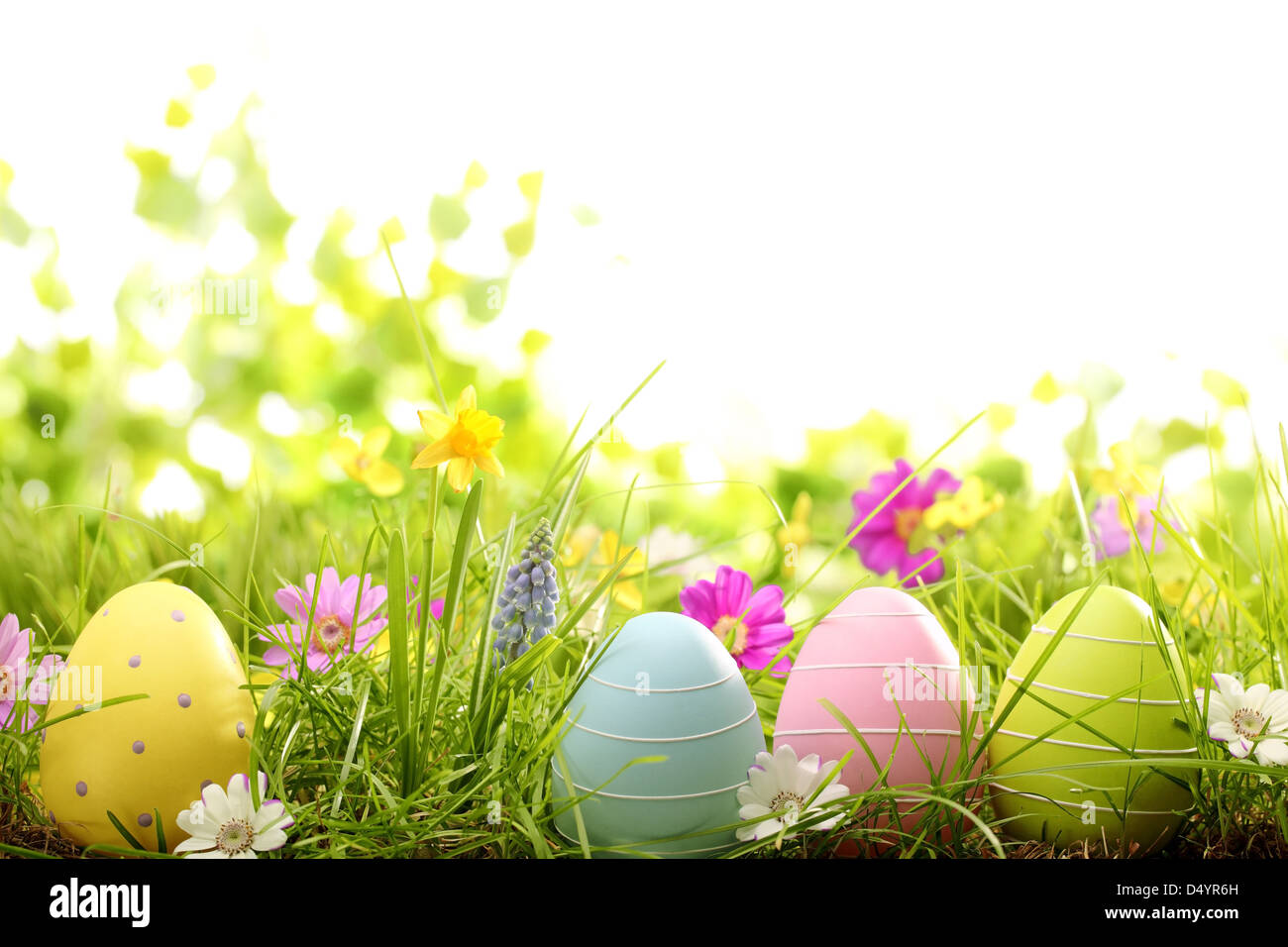 Le uova di pasqua sul prato con fiore di primavera Foto Stock