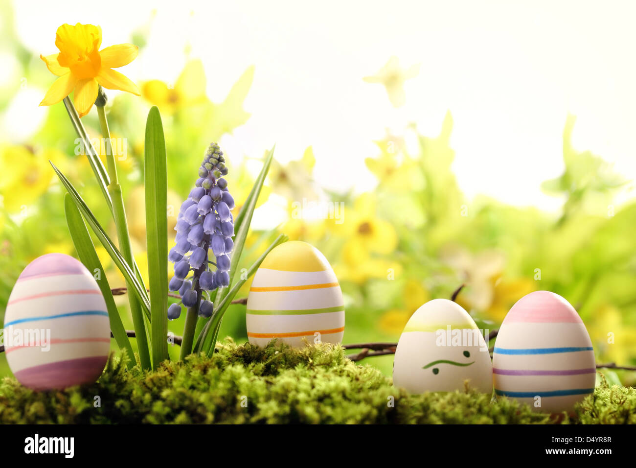 Le uova di pasqua sul prato con fiore di primavera Foto Stock