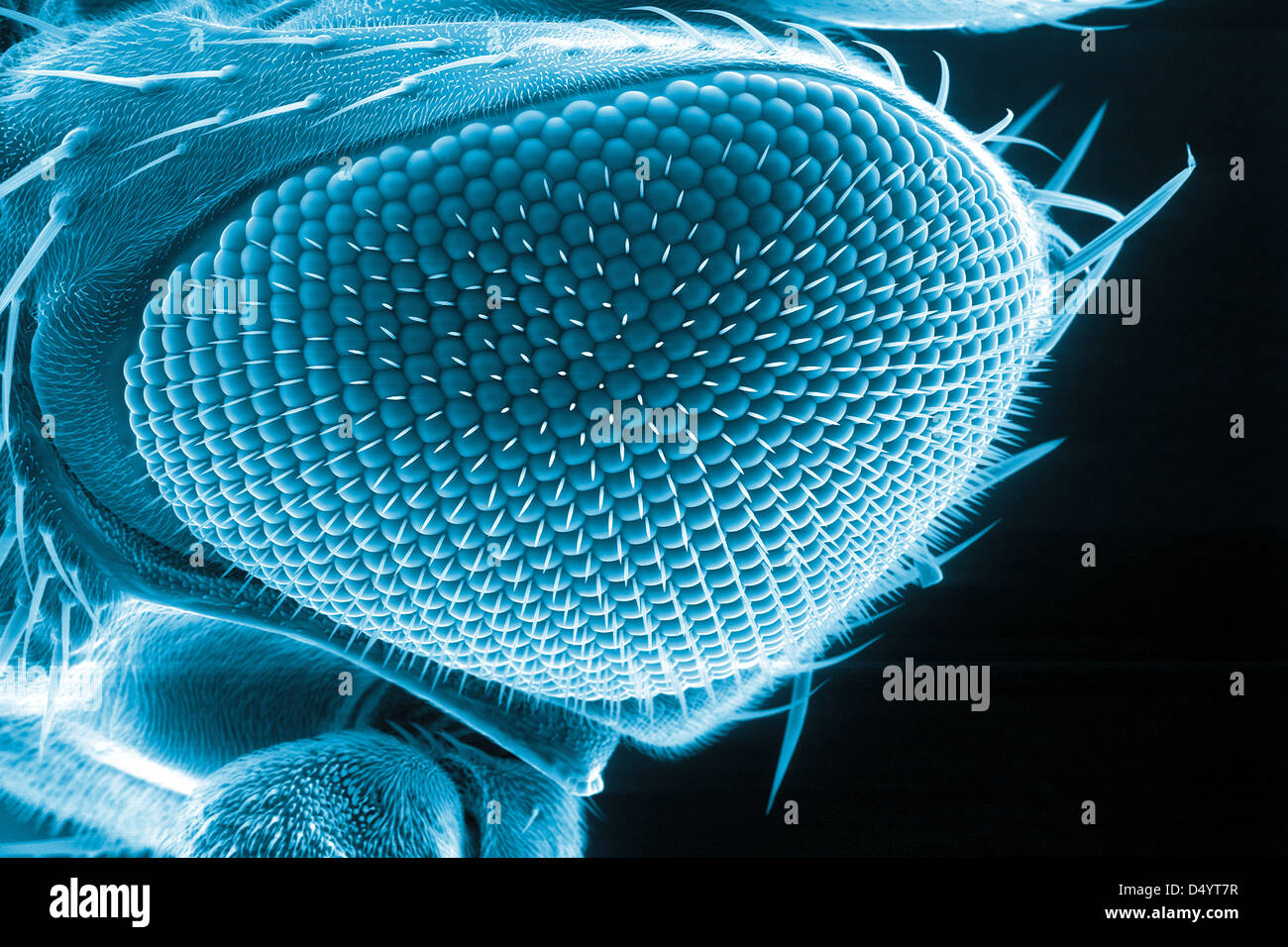 Occhio di mosca della frutta, Drosophila melanogaster, microscopia elettronica a scansione Foto Stock