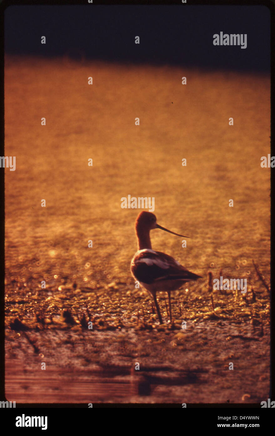 Un uccello cerca il suo pasto al Buena Vista Laguna, Giugno 1975 Foto Stock