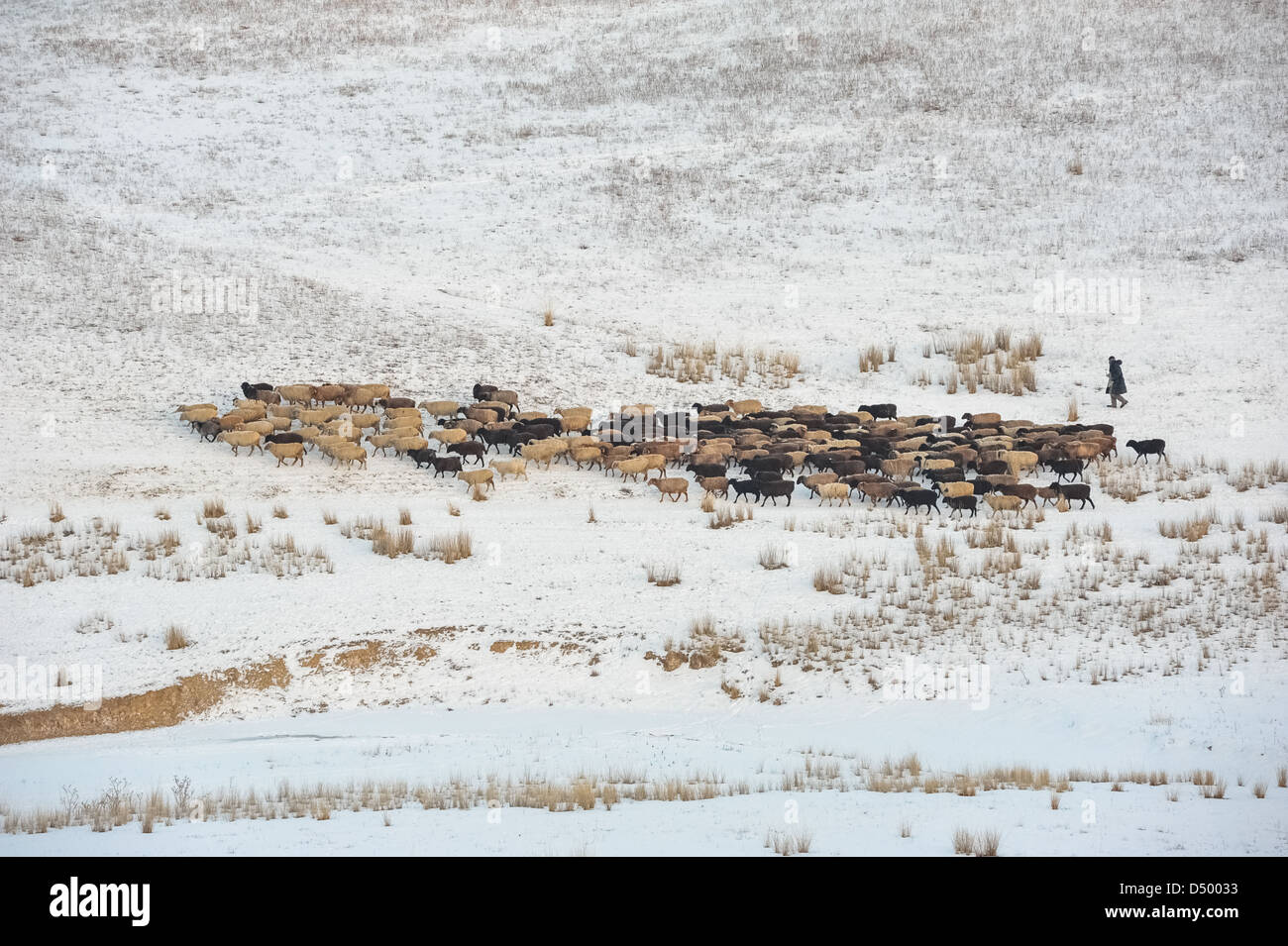 Il pastore e il suo gregge in Piazza Tian Shan foothill Foto Stock