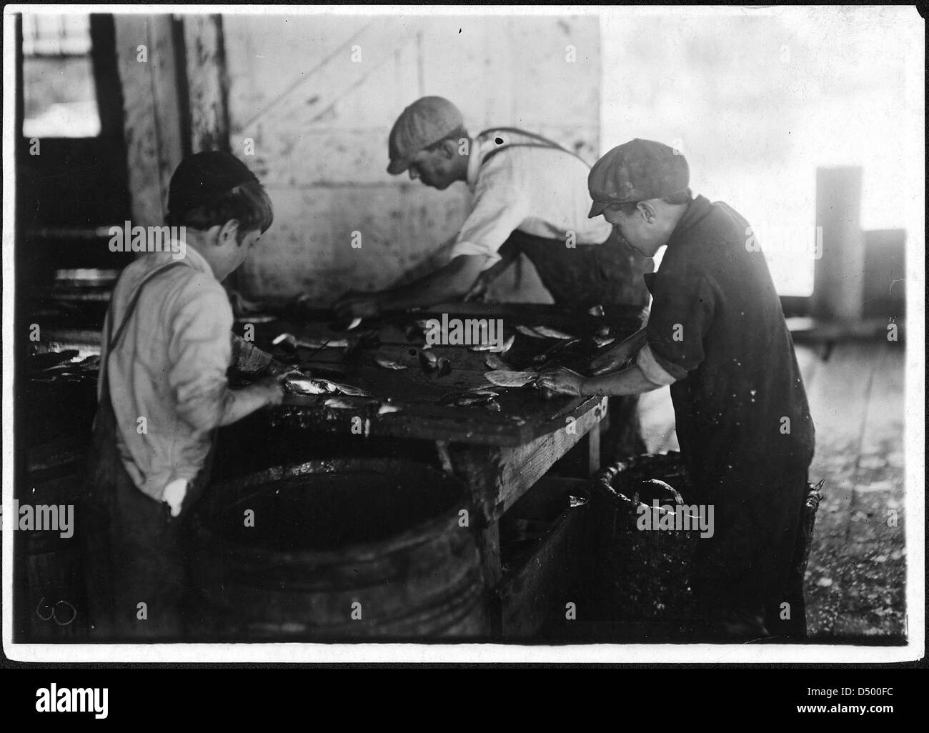 Una fotografia storica dell'agosto 1911 che mostra i lavoratori che tagliano il pesce in un conservificio di sardine a Eastport, Maine. Questa immagine cattura il processo ad alta intensità di manodopera nell'industria conserviera durante l'inizio del XX secolo. Foto Stock