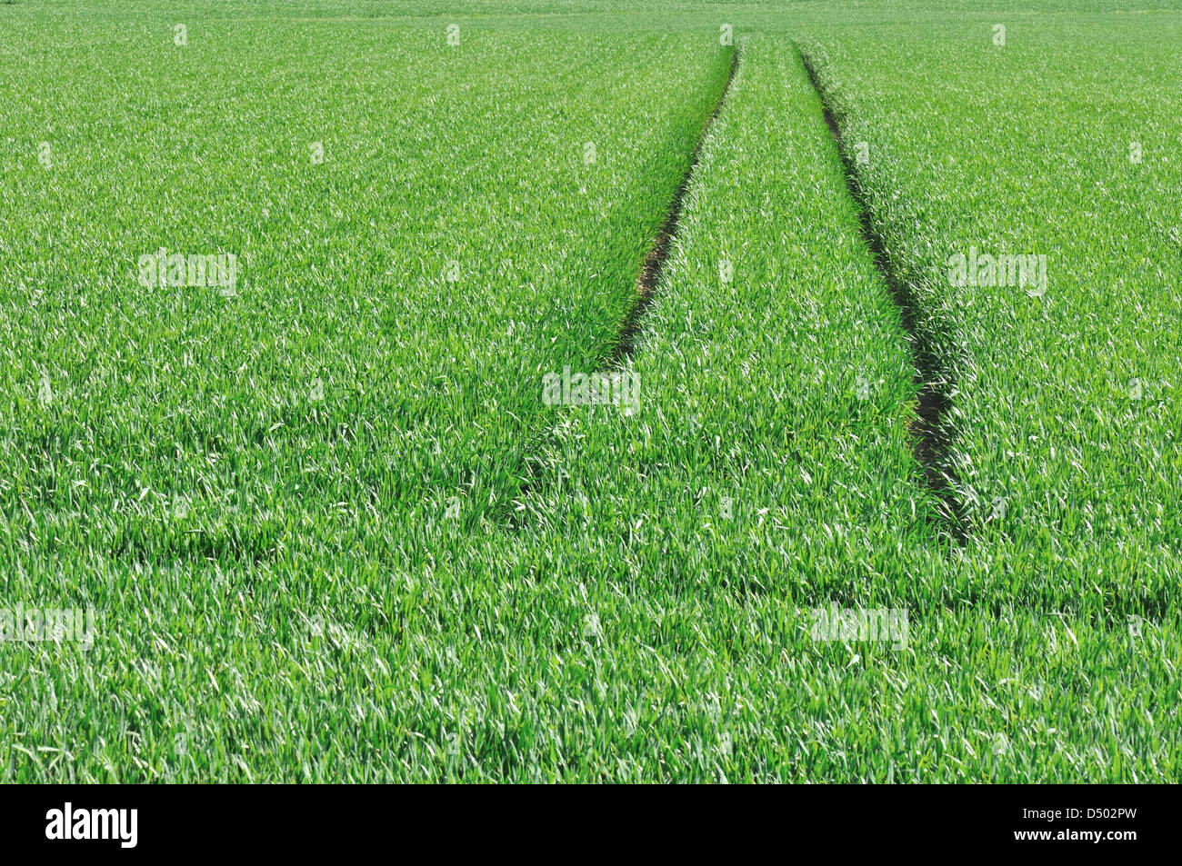 I cingoli del trattore nel grano verde Foto Stock