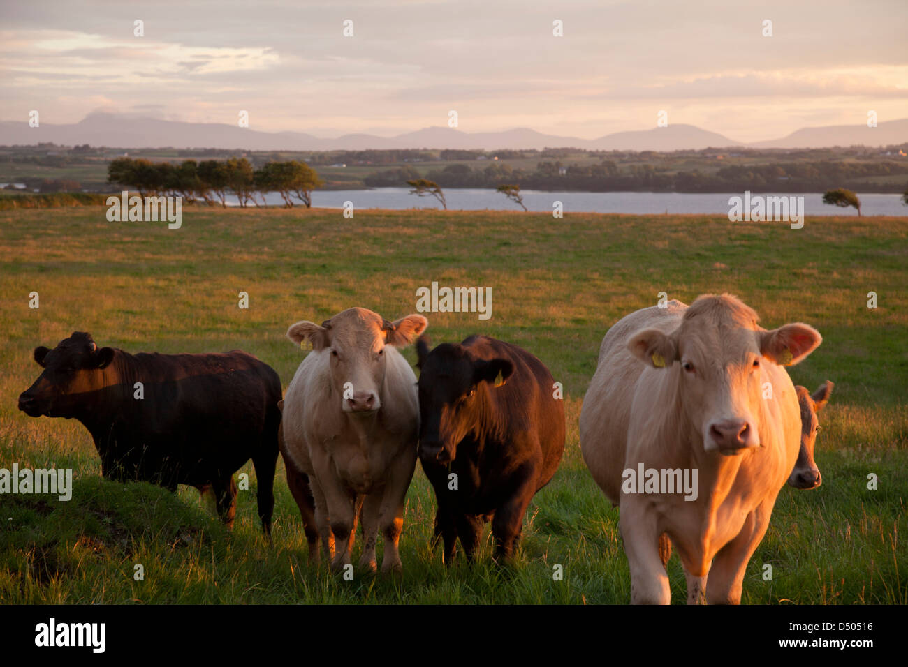 Sera bovini accanto al fiume Moy, nella contea di Sligo, Irlanda. Foto Stock
