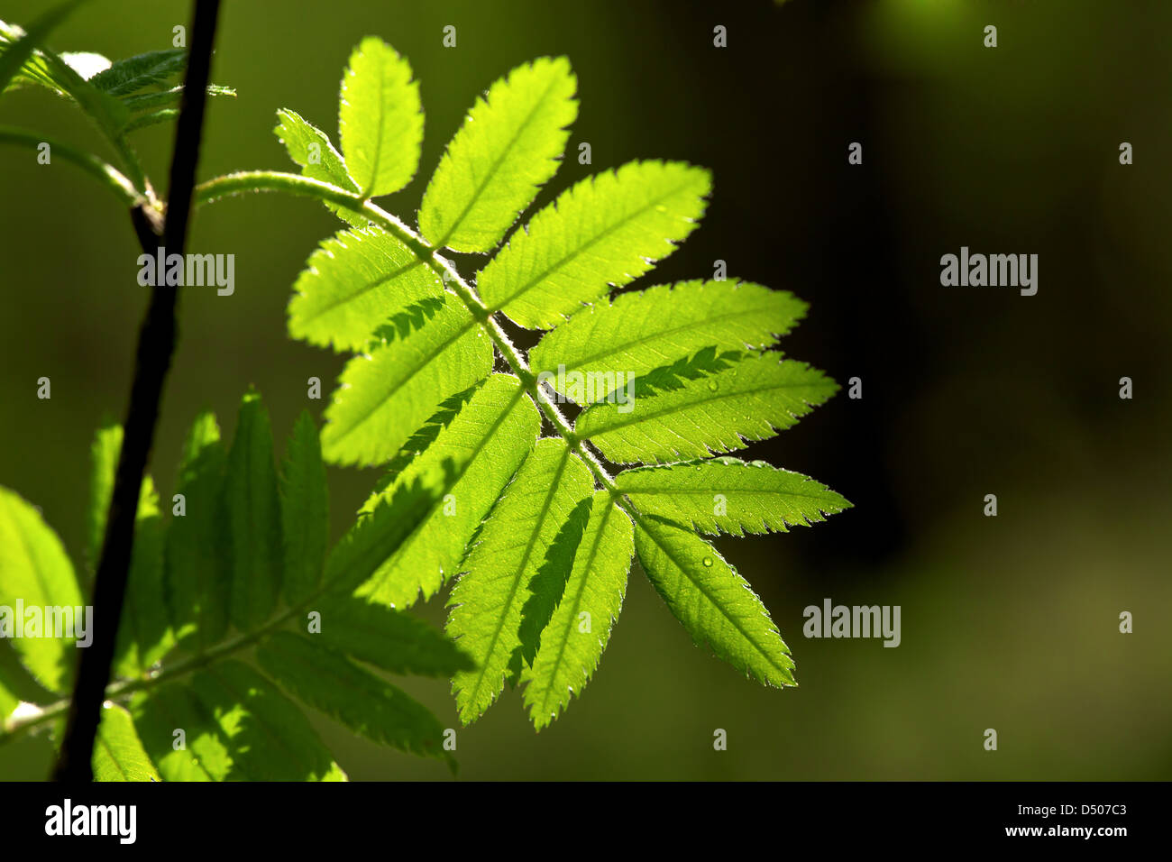 Rowan lascia nella rugiada del mattino Foto Stock