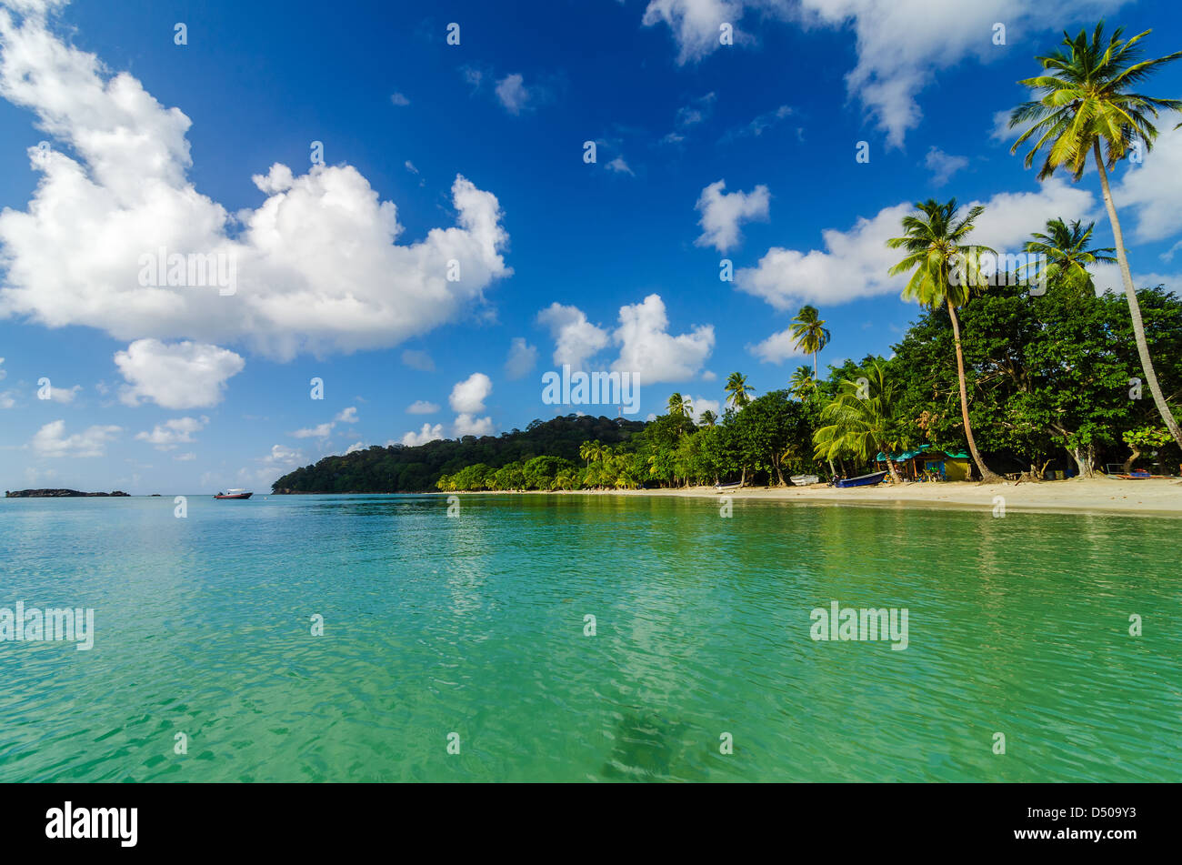 Vista di tropical Palm tree costa alberata nell' isola dei Caraibi Foto Stock