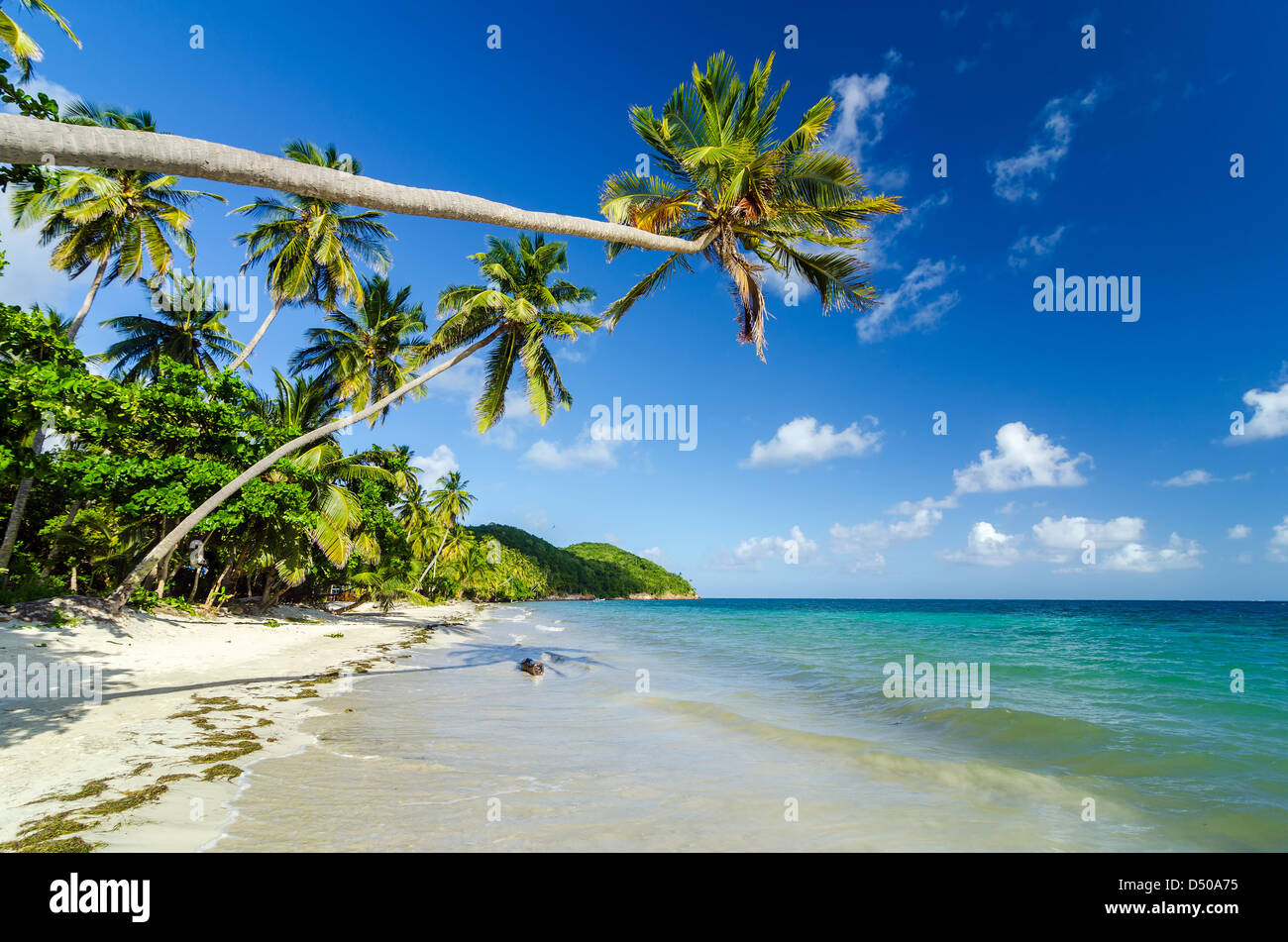 Palm tree che si estende su una bellissima appartata spiaggia dei Caraibi Foto Stock