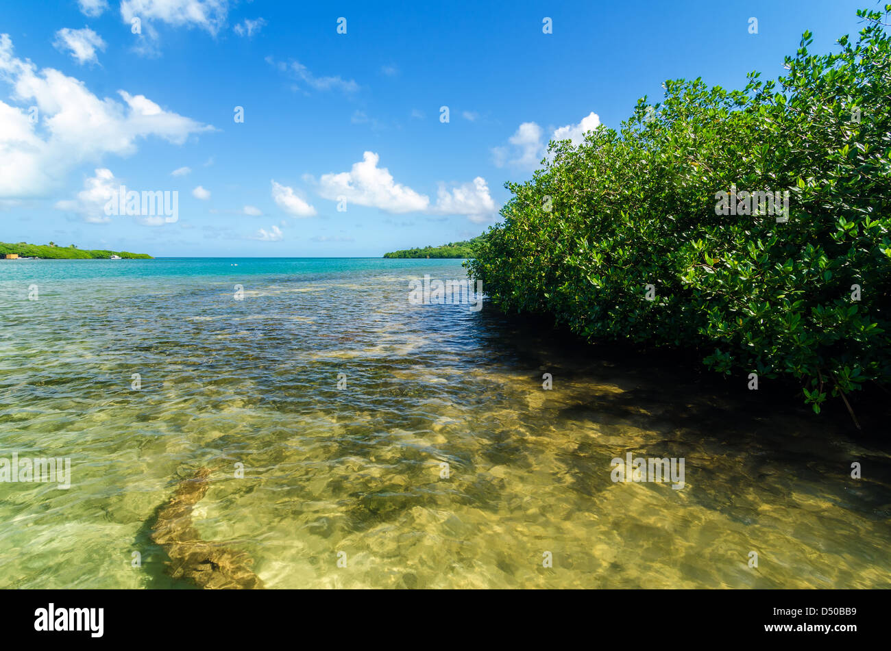 Alberi di mangrovia e una vista del Mar dei Caraibi in San Andres y Providencia, Colombia Foto Stock