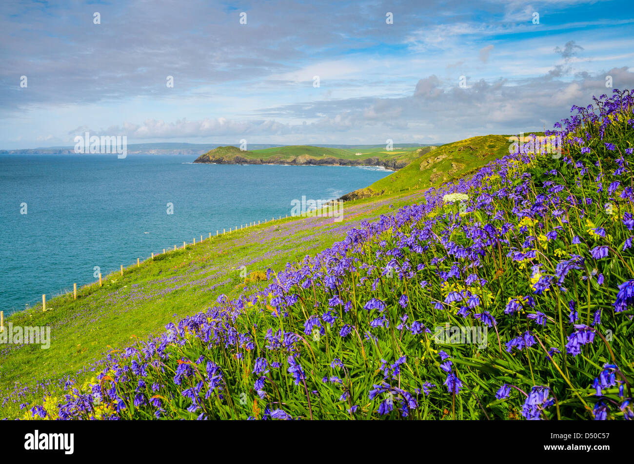 Bluebells crescente sul North Cornwall costa da Porto Quin Bay, Inghilterra. Foto Stock