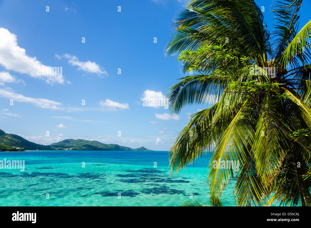 Vista del palm tree con il mare dei Caraibi in background in San Andres y Providencia, Colombia Foto Stock
