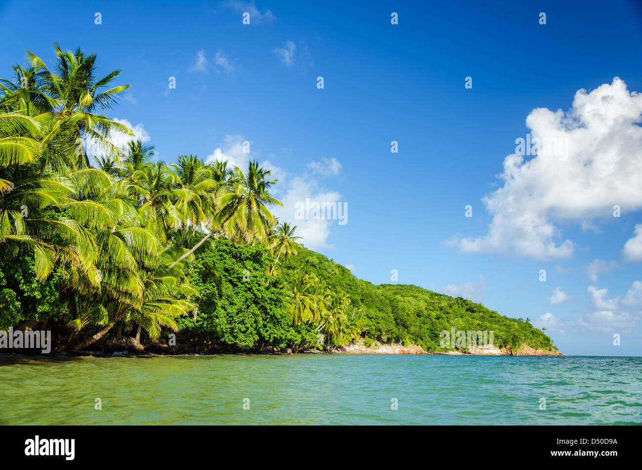 Verde e lussureggiante costa caraibica con palme Foto Stock