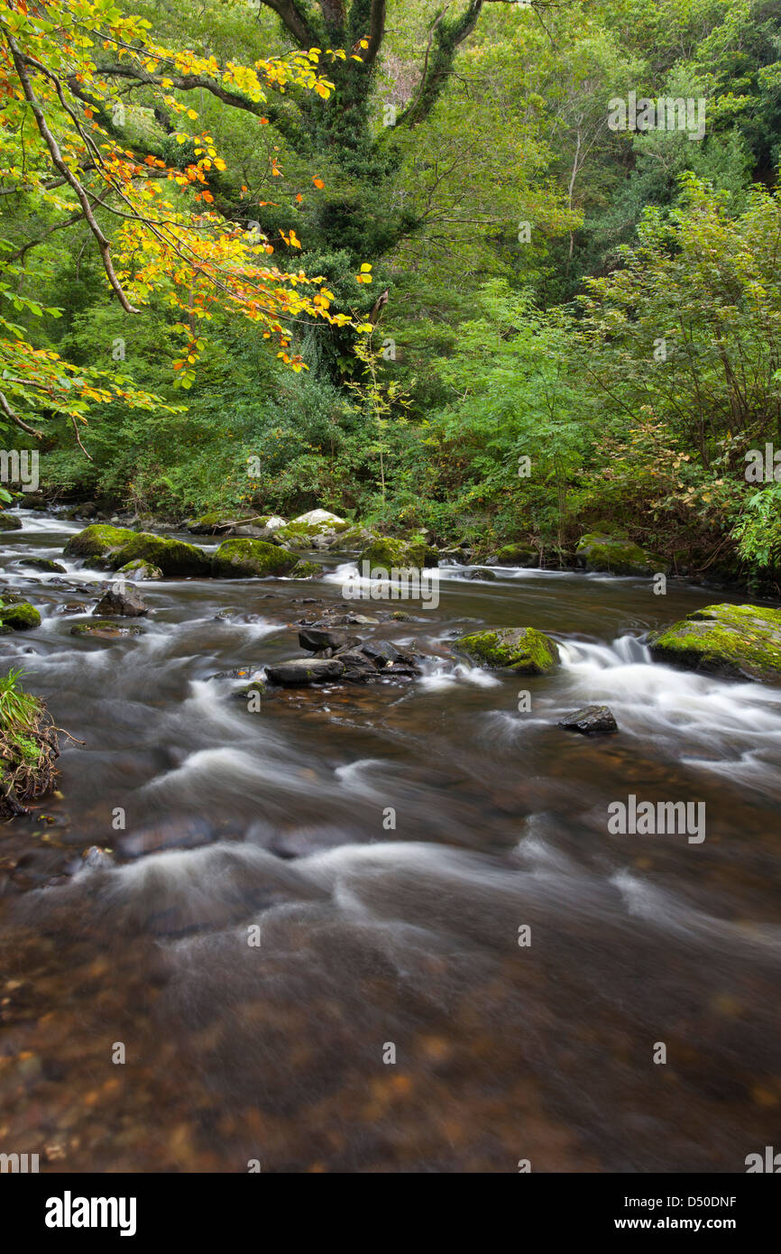 Il fiume Vartry fluente attraverso il Devil's Glen, County Wicklow, Irlanda. Foto Stock