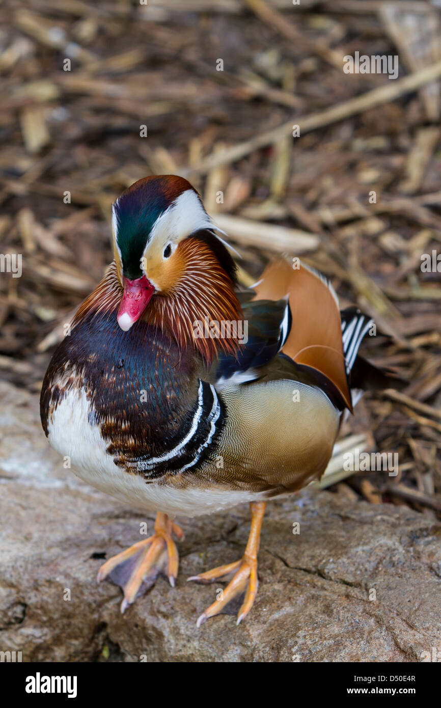 L'Anatra di mandarino a Gladys Porter Zoo in Brownsville, Texas, Stati Uniti d'America. Foto Stock