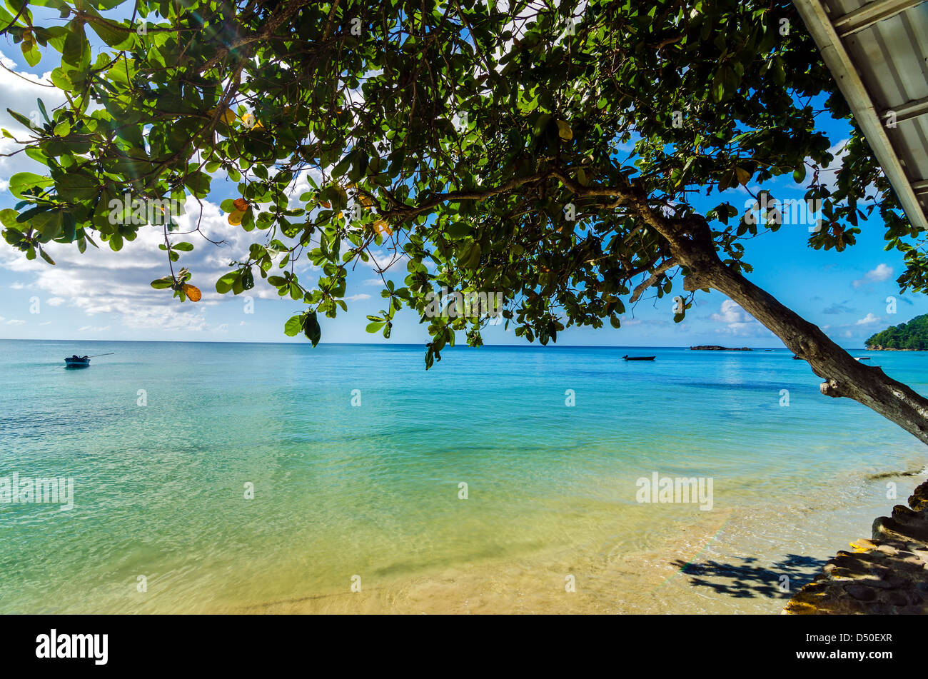 Struttura ad albero che si estende su tutto il Mar dei Caraibi a San Andrés y Providencia, Colombia Foto Stock