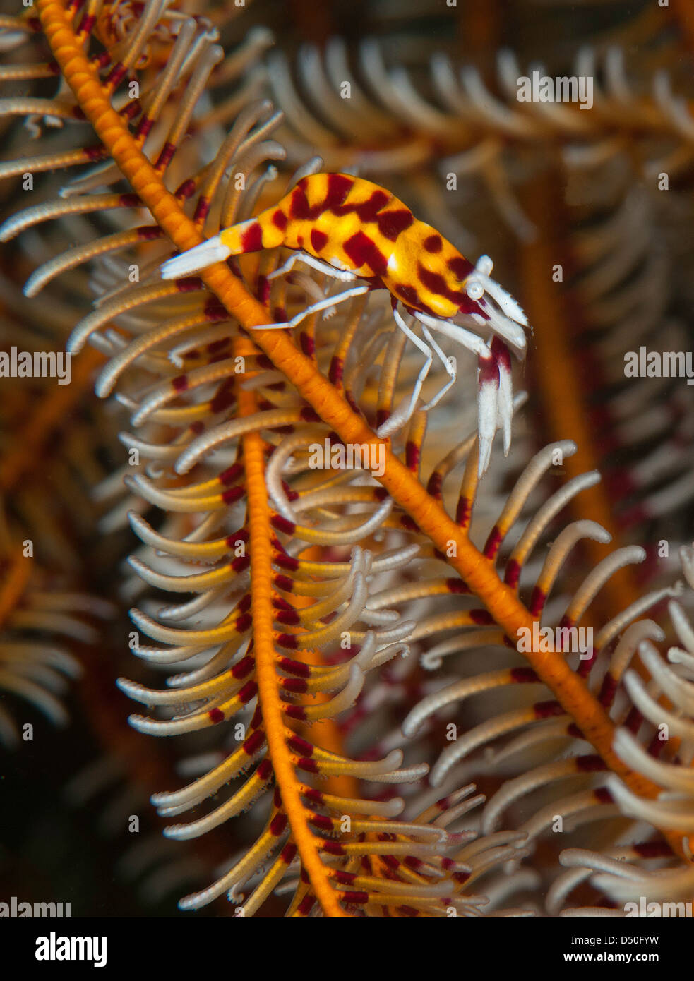 Crinoide gamberetti (periclemenes ambionensis) sul ritiro Nudi 1 sito di immersione, Lembeh Straits, Nord Sulawesi, Indonesia Foto Stock