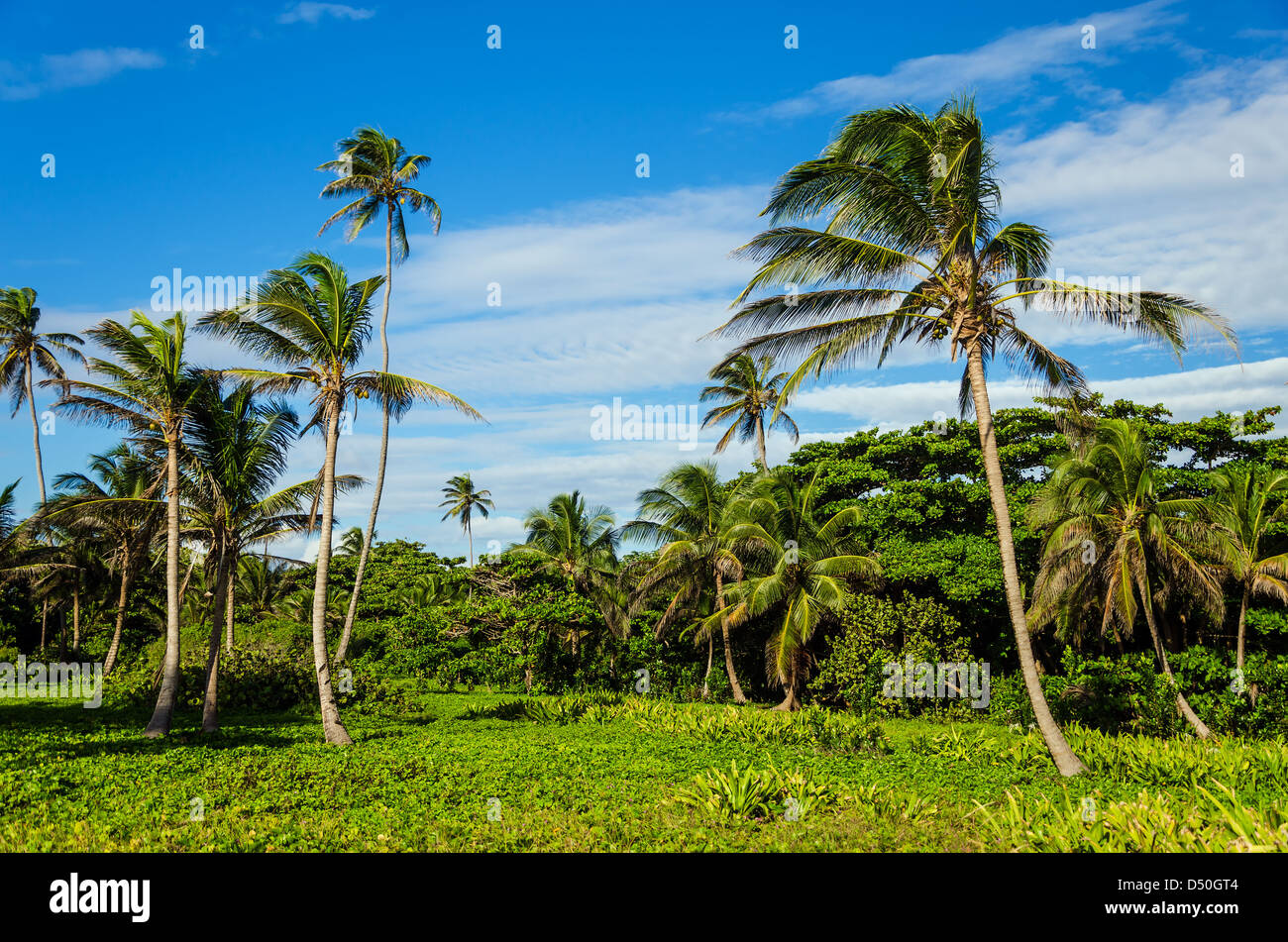 Verde Tropical radura con palme in San Andres, Colombia Foto Stock