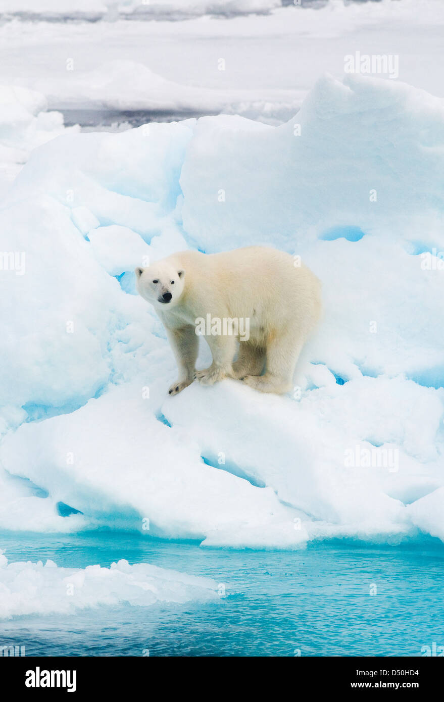 Orso polare (Ursus maritimus) sulla banchisa, Arctic selvatica Foto Stock