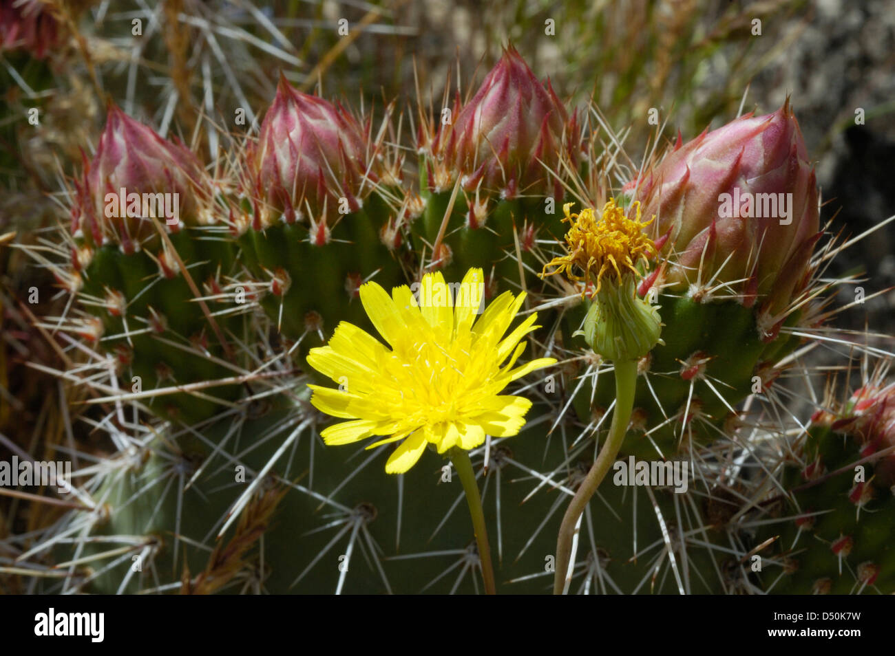 Ficodindia Cactus Opuntia fiori Foto Stock