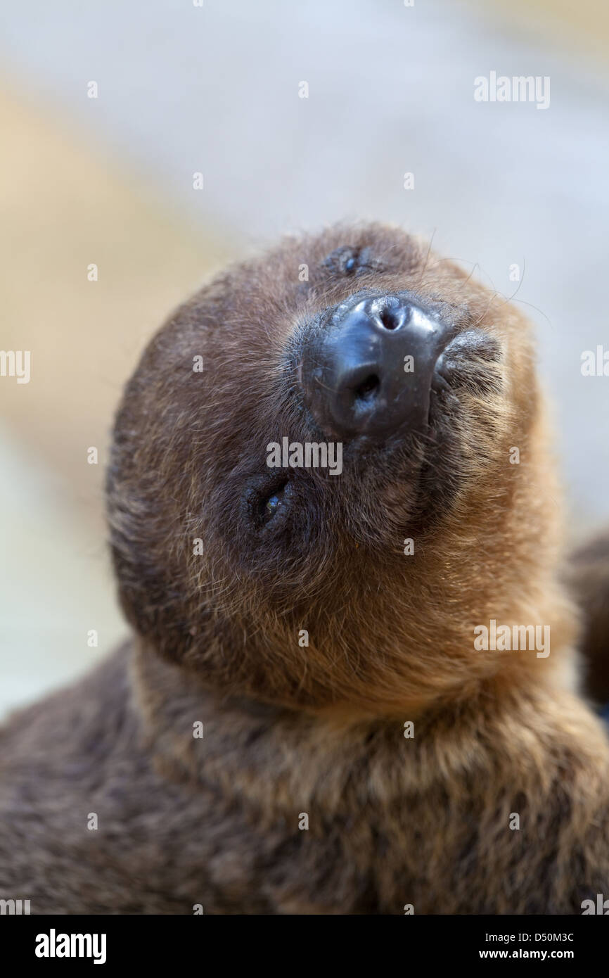 Due dita bradipo (Choloepus didactylus). Giovani orfani essendo animali allevati a mano da Amerindian paesani. Atta. Iwokrama. La Guyana. Foto Stock