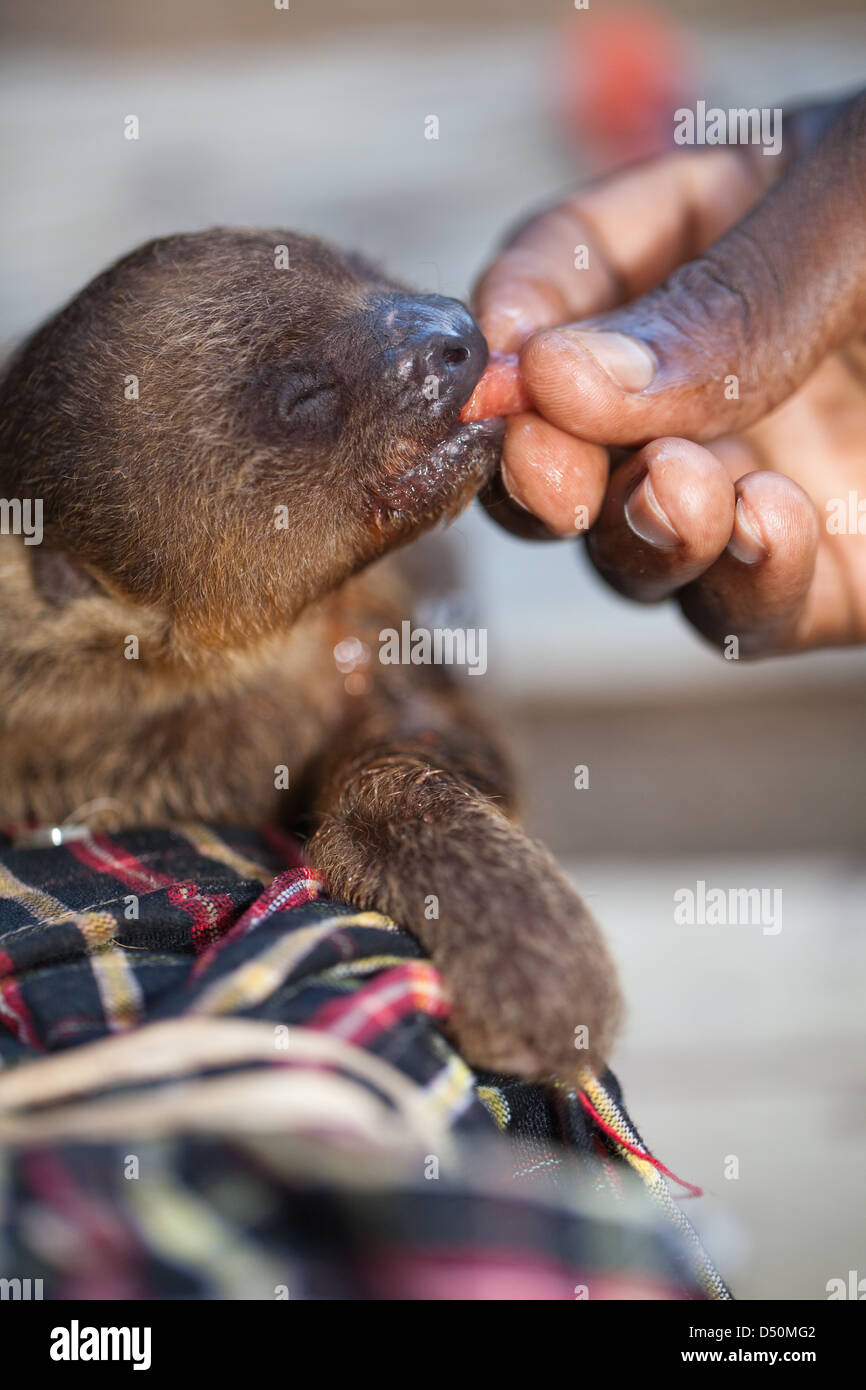 Due dita bradipo (Choloepus didactylus). Giovani orfani essendo animali allevati a mano da Amerindian paesani. Atta. Iwokrama. La Guyana. Foto Stock