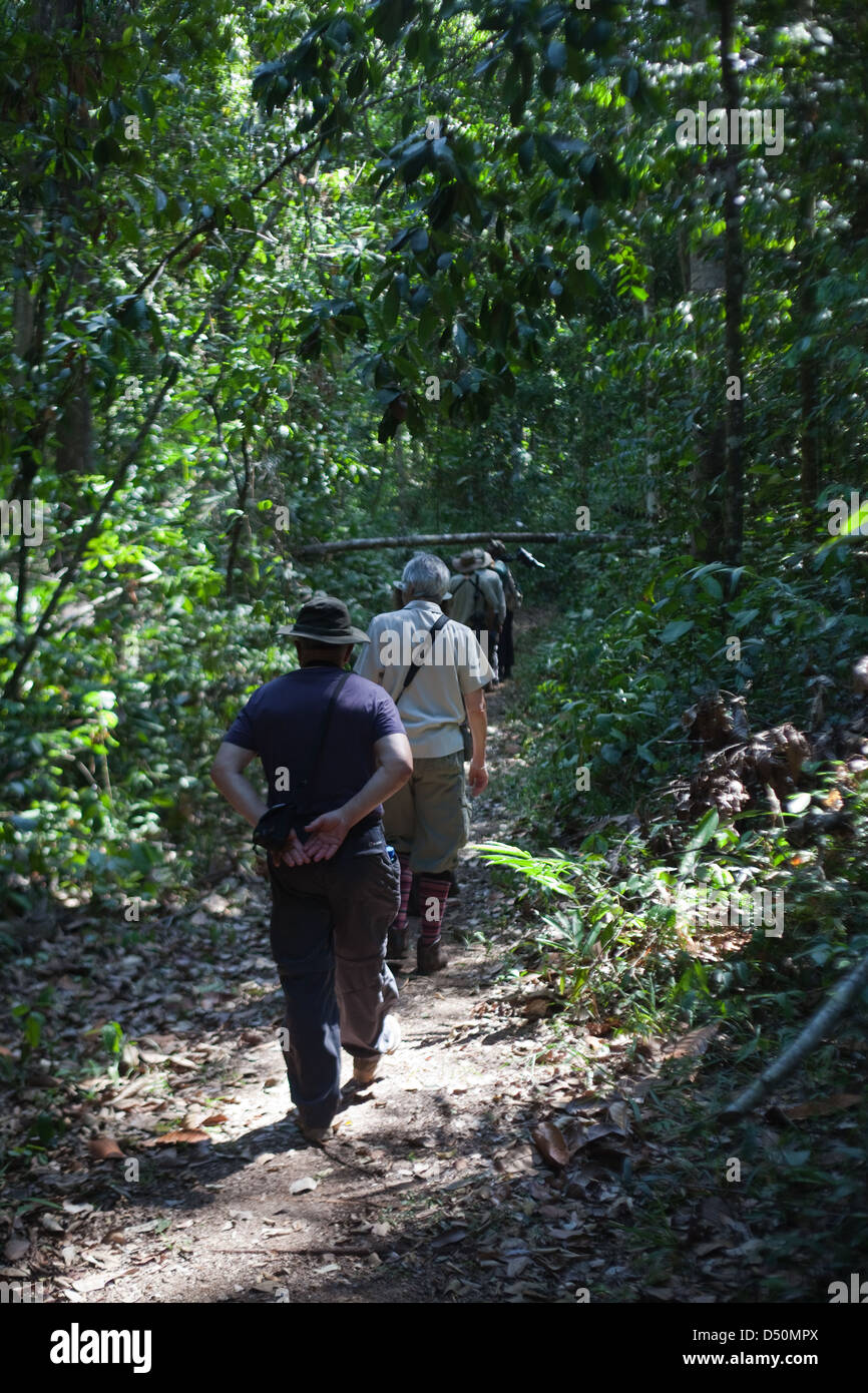Eco-turisti a piedi nella Iwokrama Centro internazionale per la conservazione della foresta pluviale, atta Rainforest Lodge. La Guyana. Foto Stock