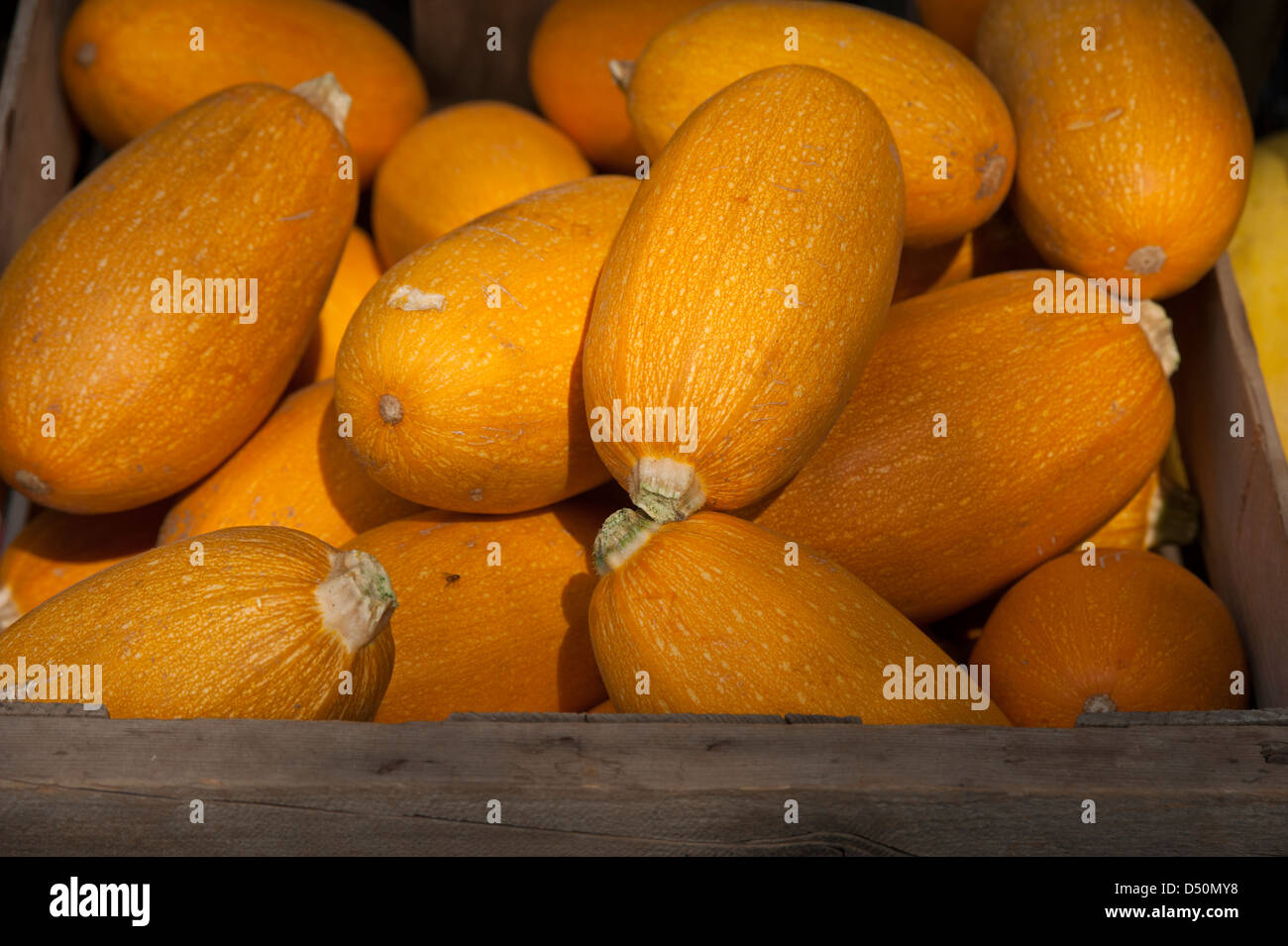 Decine di organico la zucca gialla sono esposti per la vendita in un mercato degli agricoltori. Foto Stock