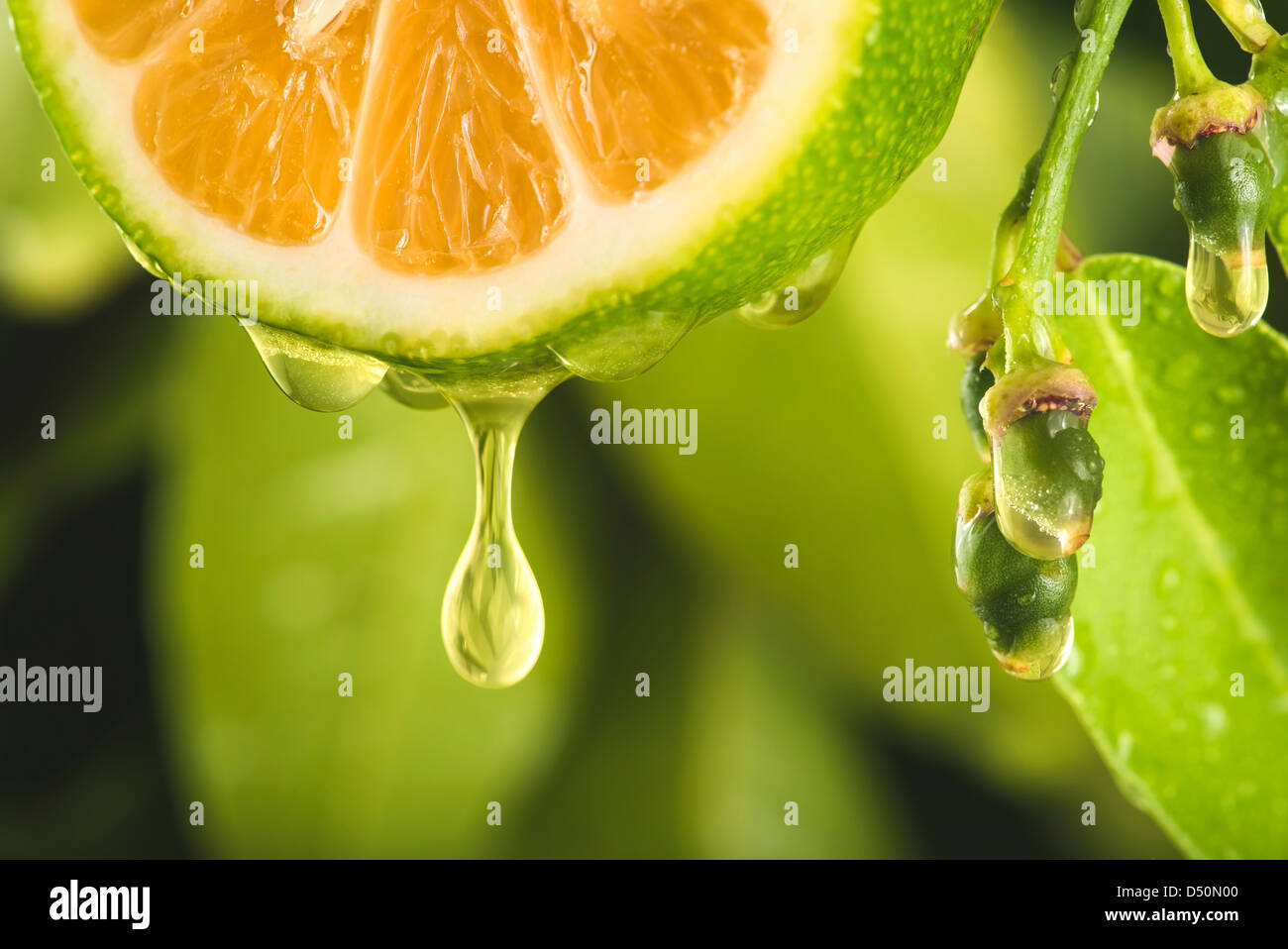 Goccia di succo cadendo da un affettato ​​lemon (o arancione). Foto Stock