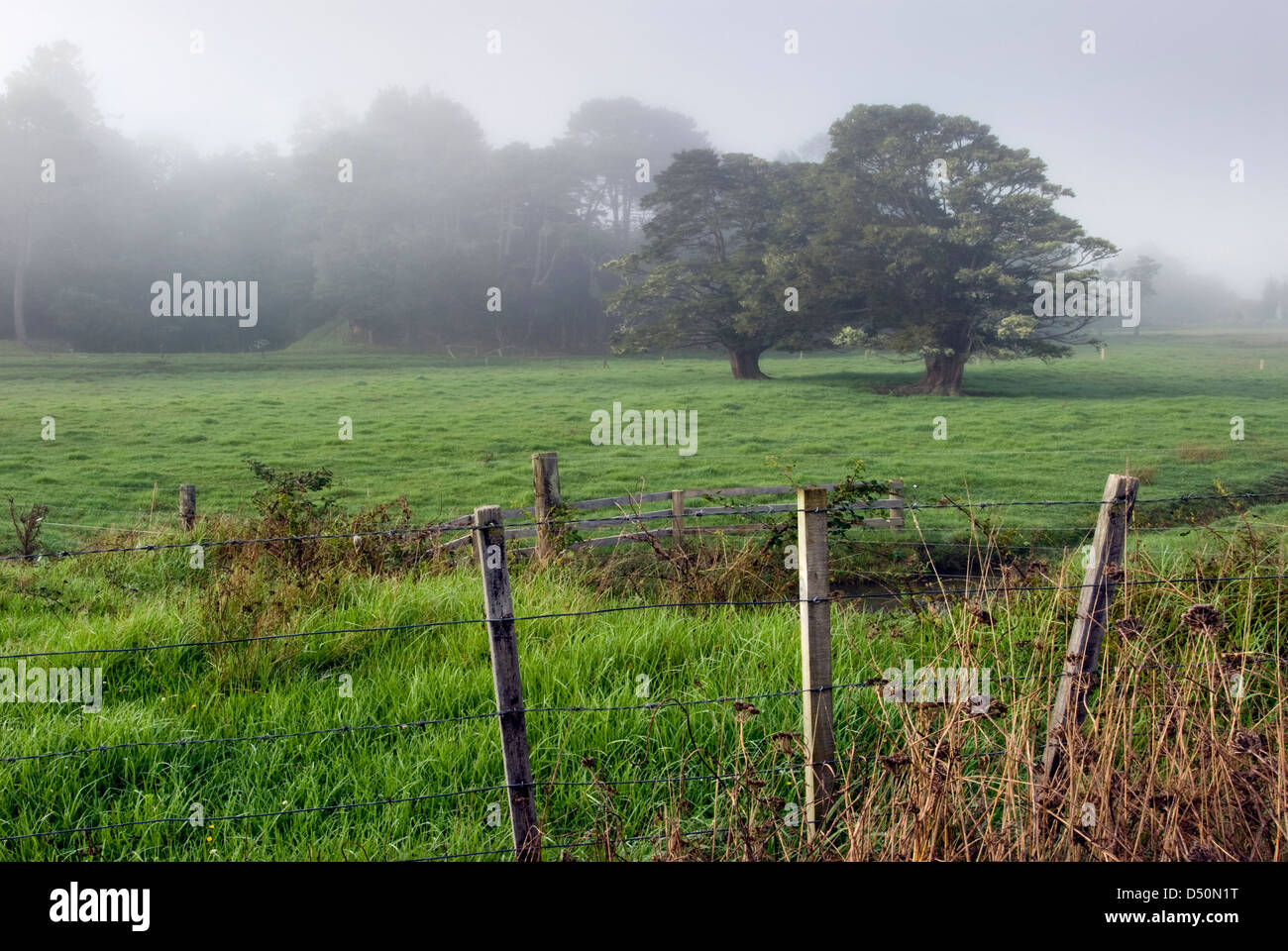 Due alberi su terreni agricoli di nebbia con pali di recinzioni, Nuova Zelanda Foto Stock
