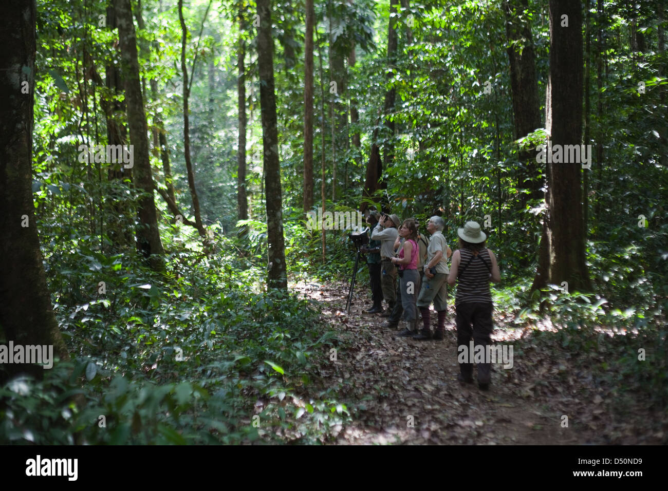 Eco-turisti a piedi nella Iwokrama Centro internazionale per la conservazione della foresta pluviale, atta Rainforest Lodge. La Guyana. Foto Stock