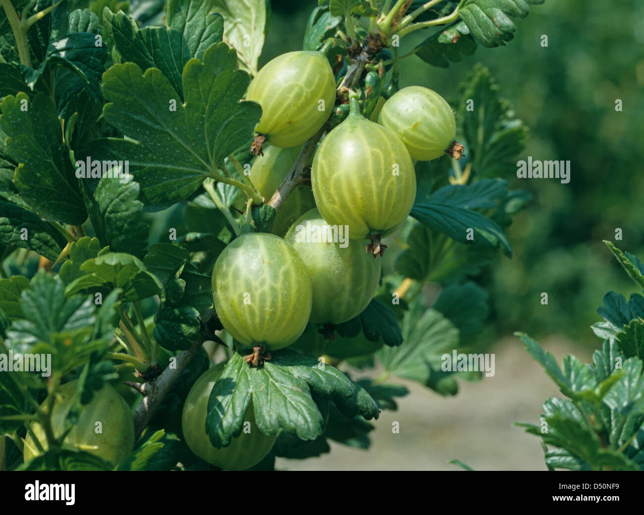 Coppia uva spina Frutti sulla boccola Foto Stock